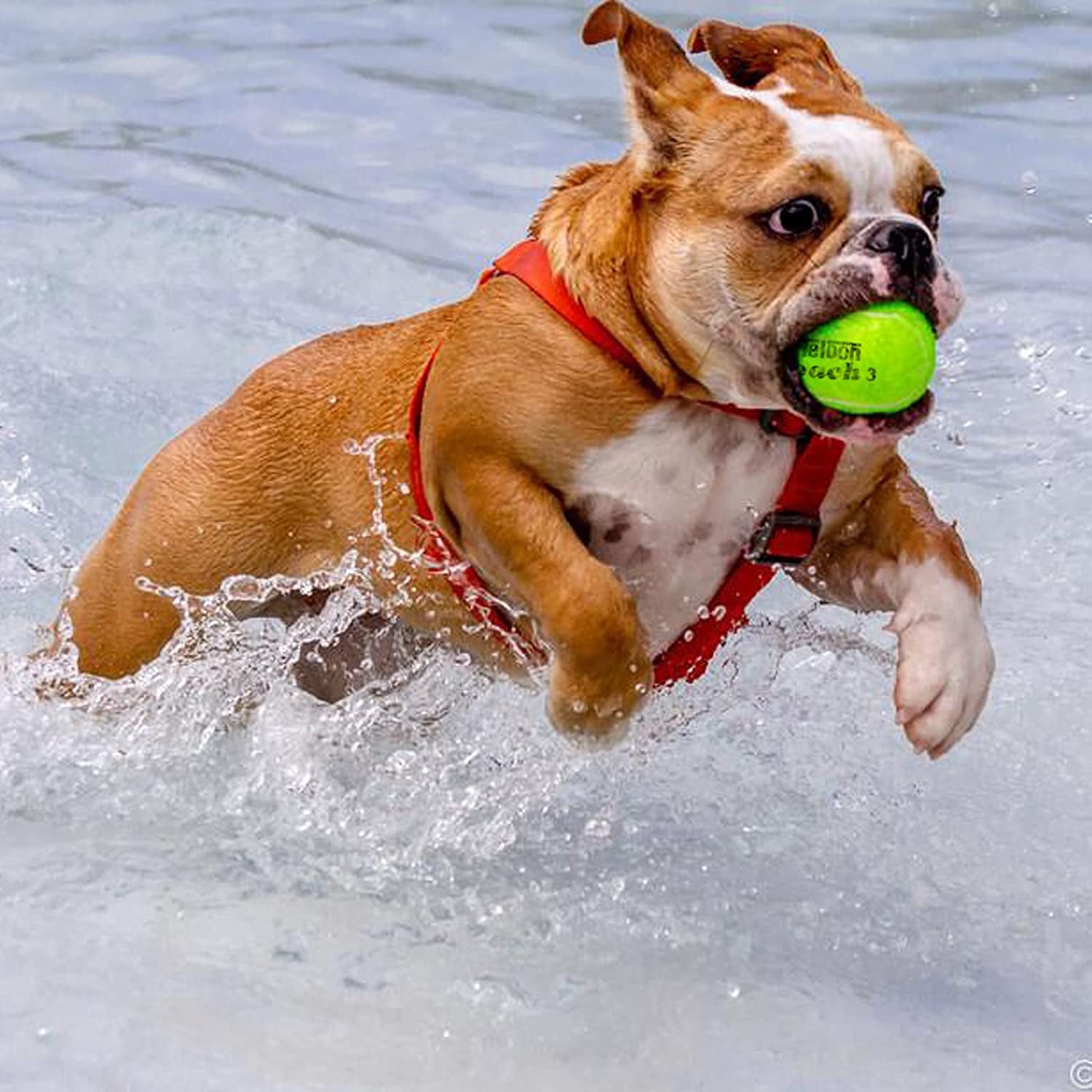 Pressureless Tennis Balls for Beginners - 12 or 18 Count with Mesh Carry Bag in 4 Vibrant Colors!